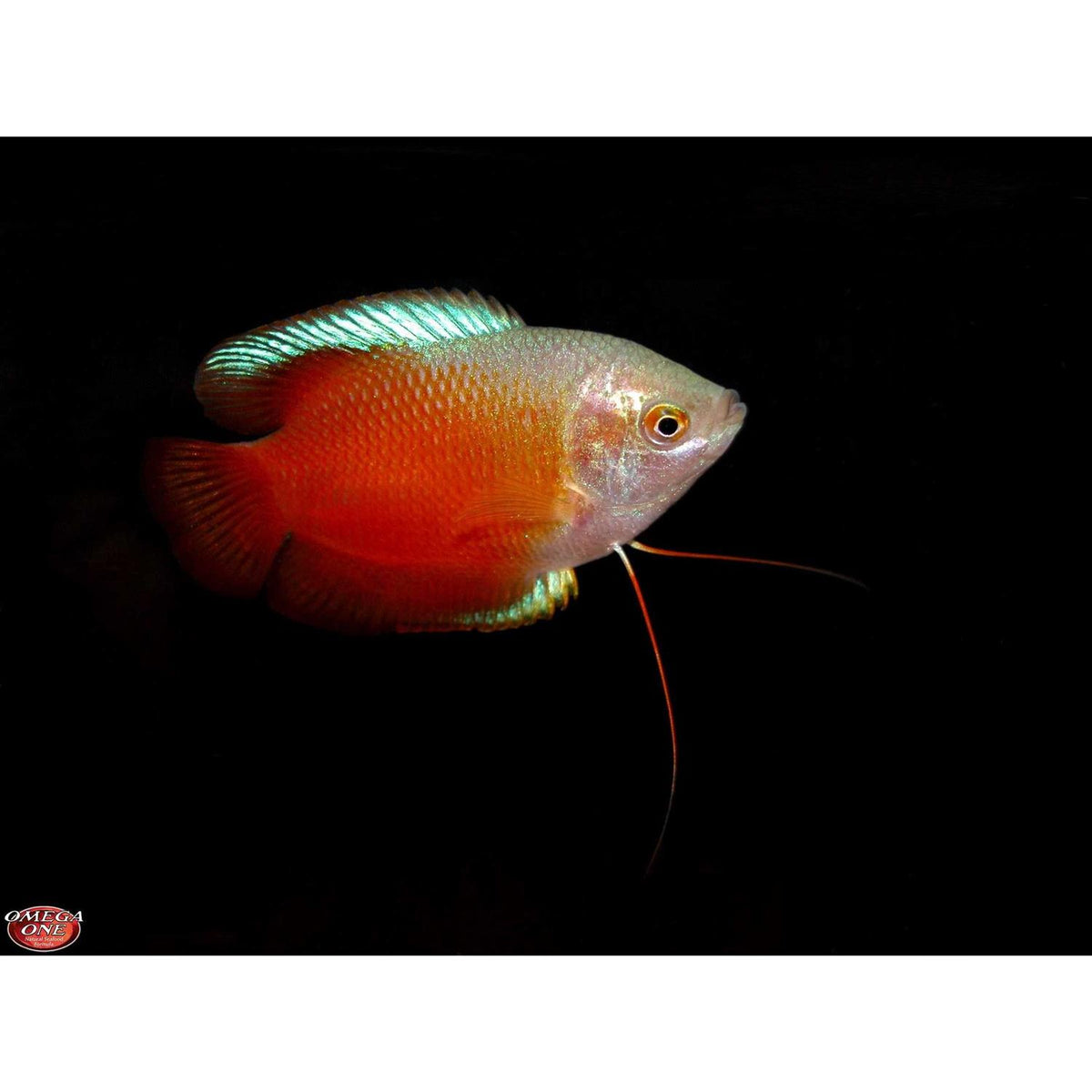 Freshwater Flakes O919