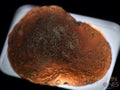 Obsidian Tektite Raw Crystals W501990