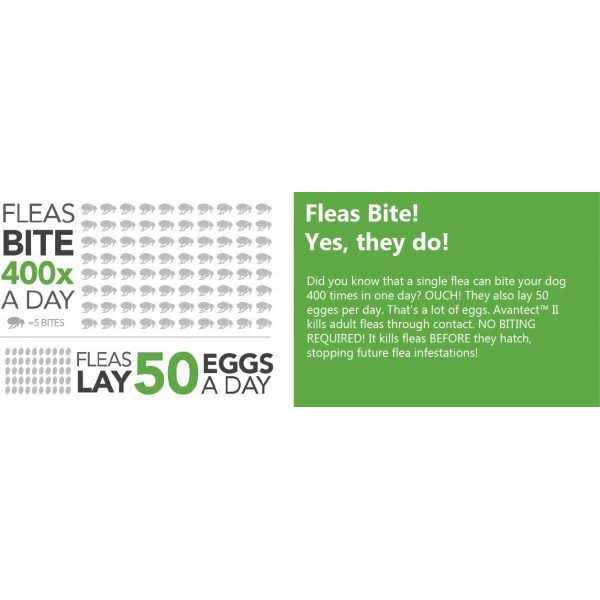 Flea and Tick Prevention for Cats T695918