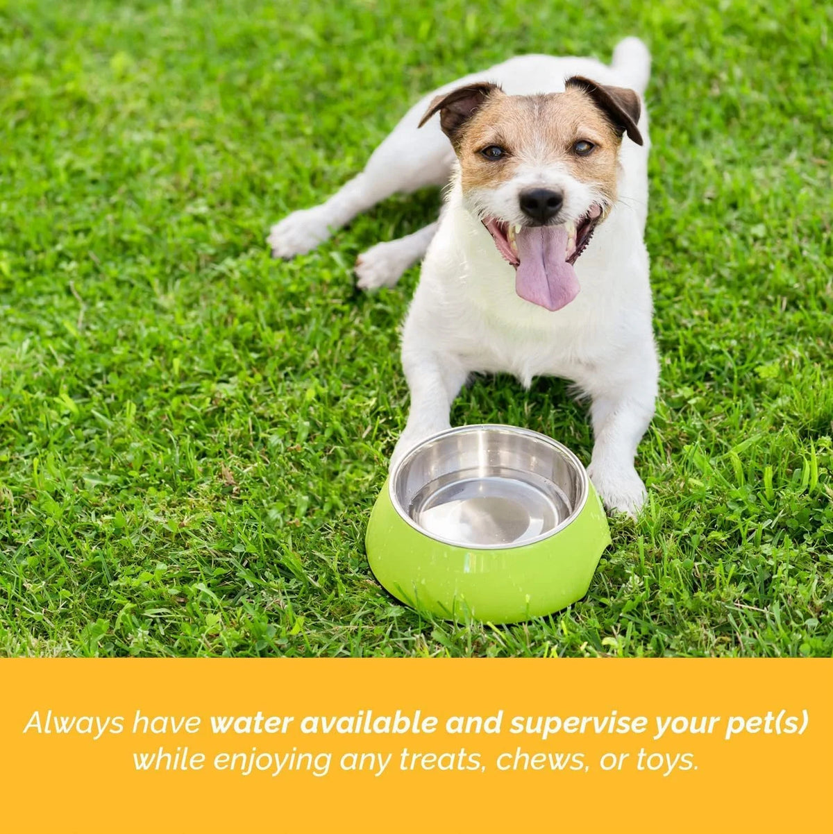 Bone Marrow Chew Bones for Dogs 5-6 inches 6 Count O47236