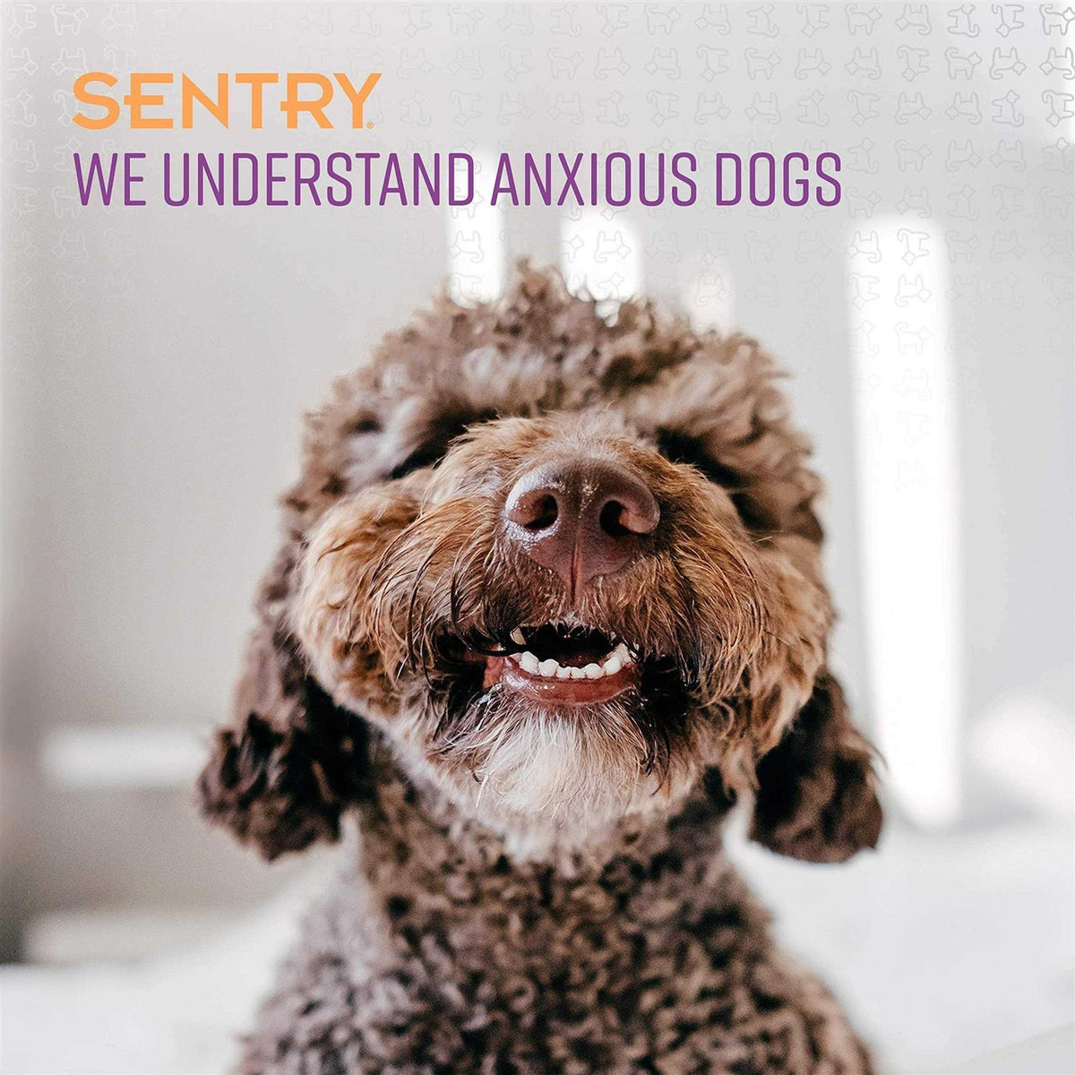 Calming Collar for Dogs H12967