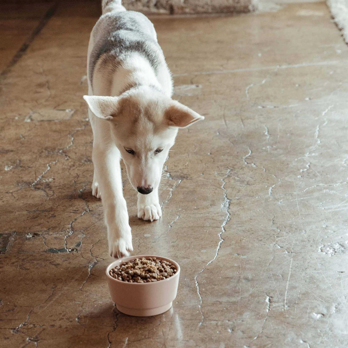 Salmon Brown Rice & Sweet Potato Dry Dog Food W2395